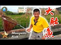 野味十六集 | 大肚魚 | 酥炸大肚魚 鹽酥 | Mosquito fish | 萍哥Pinger