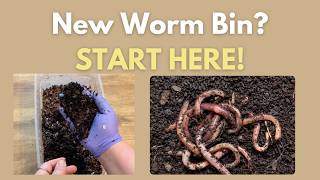 After You Get a Worm Starter Colony | Beginner Vermicomposting Guide #vermicompost #vermicomposting
