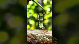 Nature, Relaxing Music, Little Ant