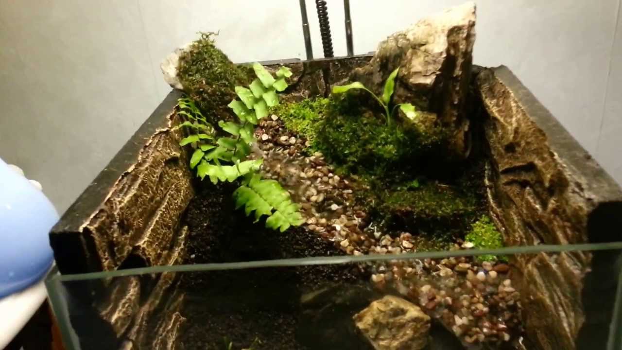 first try in building paludarium