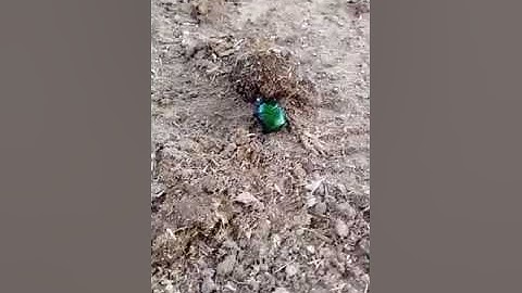 Dung beetles of the genus Onitis are real hard workers