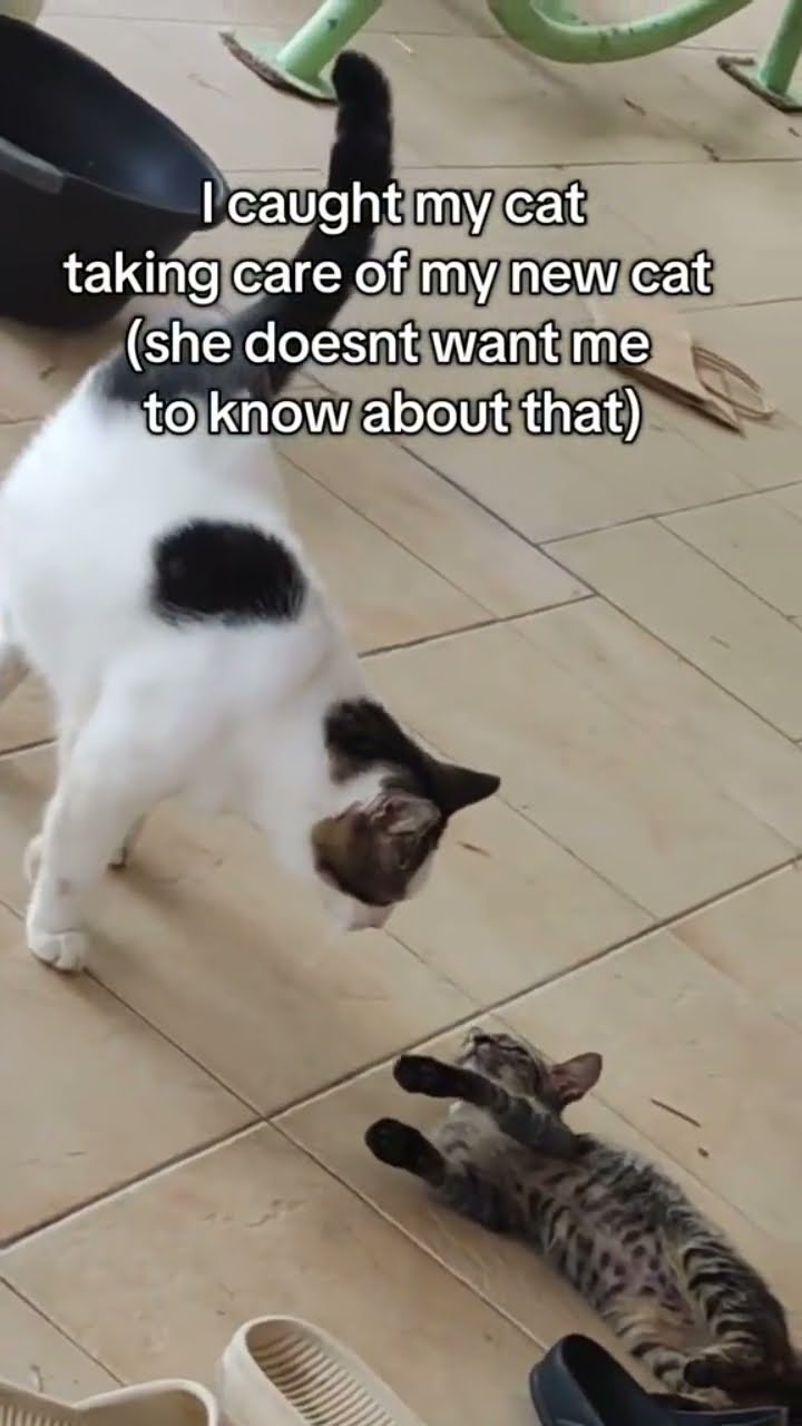 Kittyo like no way you caught me I’m finna just do my own thing