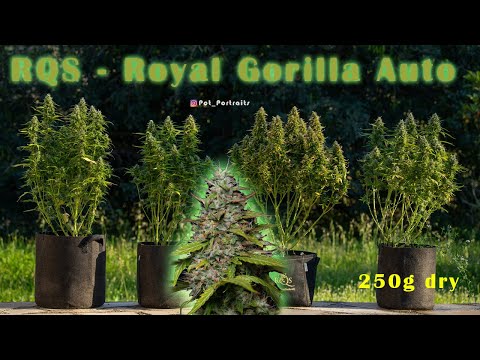 Seed to Harvest - Royal Queen Seeds - Royal Gorilla Auto