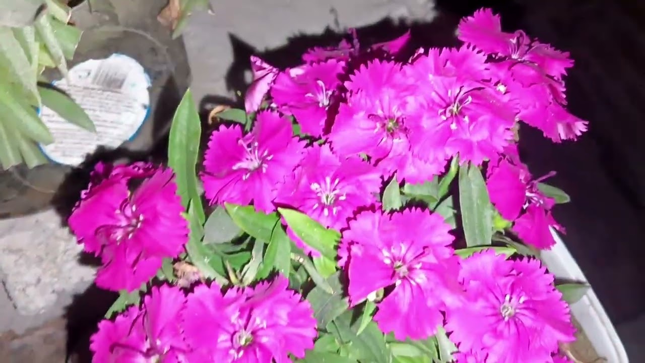 মালবেরি চারা বসালাম,শীতের কি কি চারা রেডি হচ্ছে চলুন দেখে আসি ||