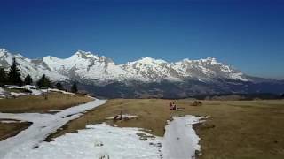 Savko Memories Samoyeds Spring 2019