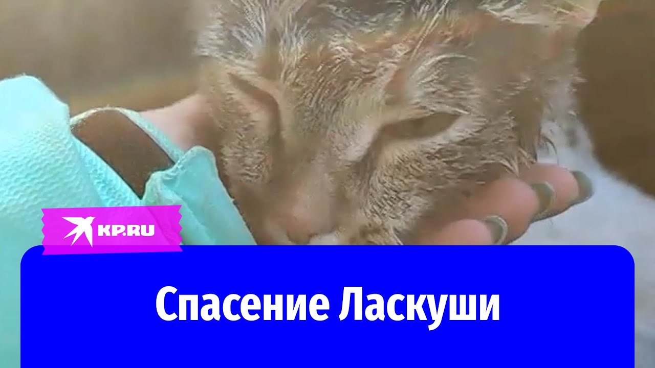 Брошенного в мешок котенка вытащили из люка в Усть-Илимске