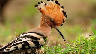 Hoopoe Sound | Voices | Hoopoe eating | Cute Hoopoe | Hoopoe Singing | Magical Bird Hoopoe by BEAUTIFUL WORLD 11,967 views 1 year ago 1 minute, 37 seconds