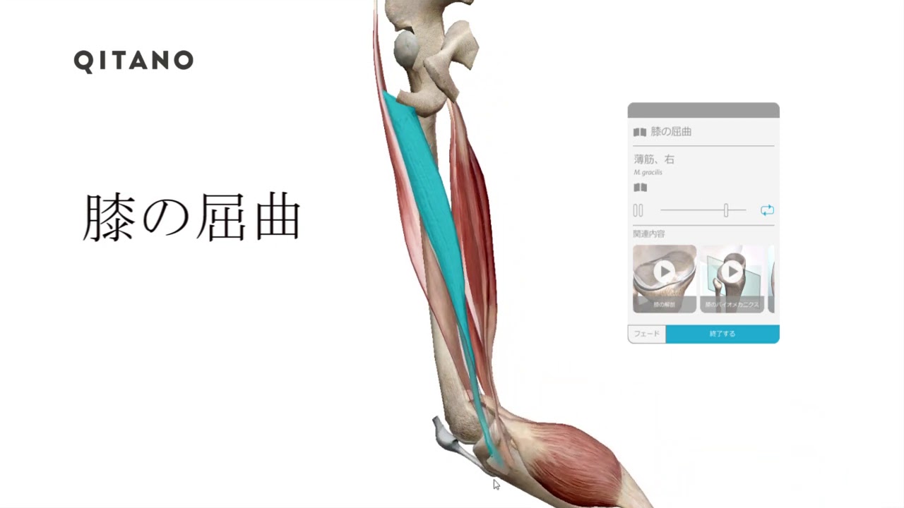 膝の屈曲 D49 ハムストリングス 半膜様筋 半腱様筋 大腿二頭筋 薄筋 縫工筋 腓腹筋 アキレス腱 Youtube