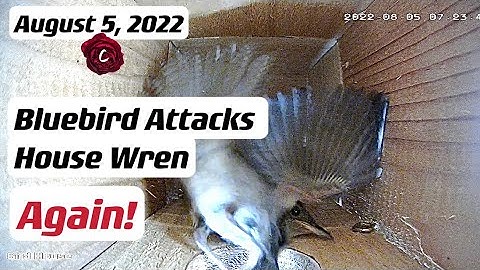 Female Bluebird Attacks House Wren Again | 2022