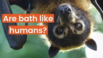 Human-like cognitive abilities have been discovered in wild fruit bats.