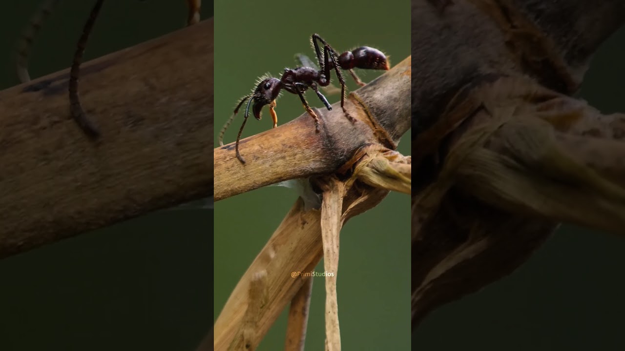 Bullet Ant Arboreal Locomotion and Navigation