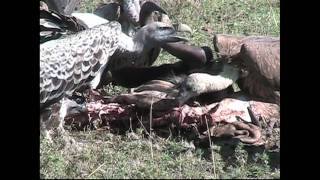 The Best of East Africa;  Kenya, Tanzania, Uganda