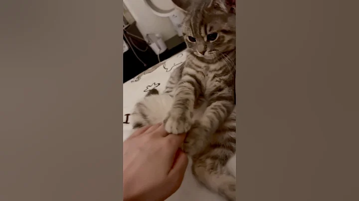 Video 6262641: britishshorthair pets funny cats, britishshorthair cat animals funny