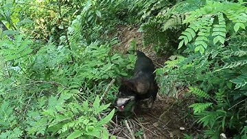 Chó săn rắn hơi tốt, sủa nhiều, cắn rắn Zalo 0973856119