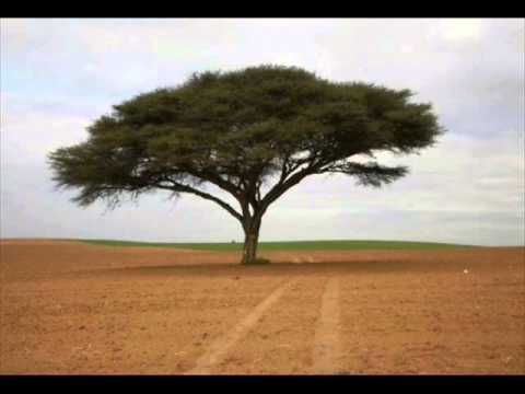 עצים מיוחדים בעולם - כי האדם עץ השדה