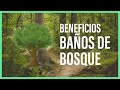 5 BENEFICIOS de LOS BAÑOS de BOSQUE 🌲🌳