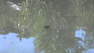 Черепаха плавает в пруду