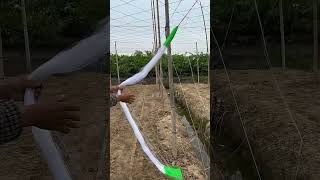 Vegetables Vine Climbing Net Installing Process !