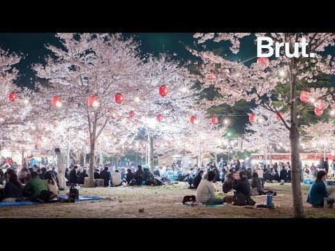 Vidéo: Bloom et belle! Où voir les fleurs de cerisier au Japon?