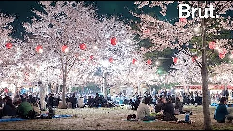 Comment s'appelle les cerisier du Japon ?