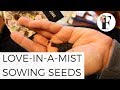 Sowing Love in a Mist Nigella Seeds Growing Flowers from Seed Gardening Beginners Cut Flower Farm