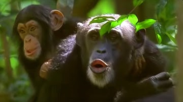 Human and Primate Relationship | Cousins | BBC Earth