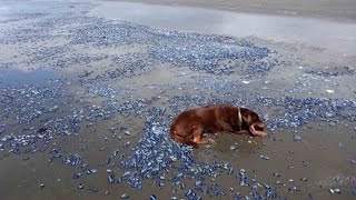 By-the-Wind Sailor Mass Stranding May 2015, Humboldt