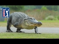 Rickie Fowler, Beef and a LOT of Alligators | 2017 Zurich Classic