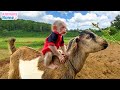 BiBi monkey loves to ride goat