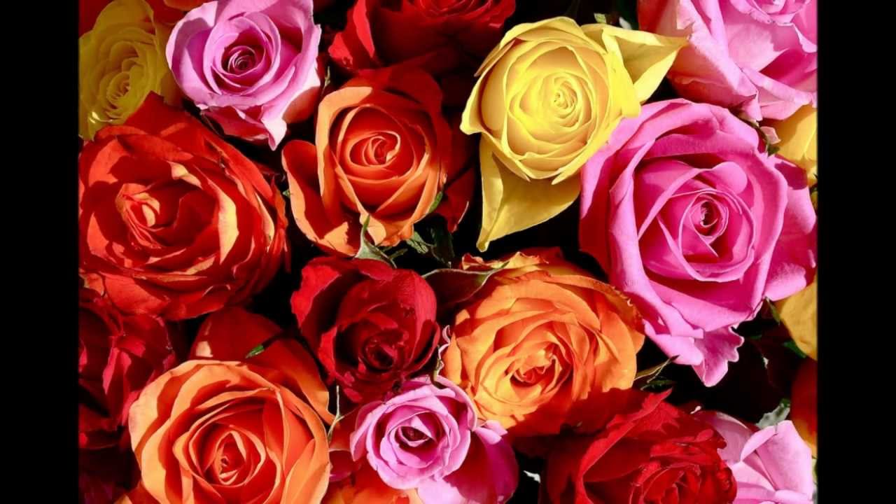 Сняться розы. Силы цвет роза. Сняться розы. Цветы розы красные. Красивых снов белые розы.