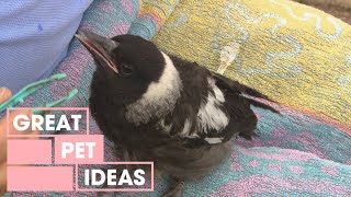Baby Magpies | PETS | Great Home Ideas