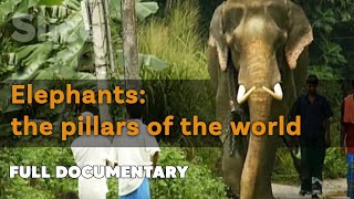 The Sacred Link Between Men and Elephants