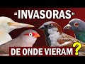 PARDAL e as AVES EXÓTICAS que dominaram o Brasil | PARDAIS ESTÃO SUMINDO? Pássaros urbanos