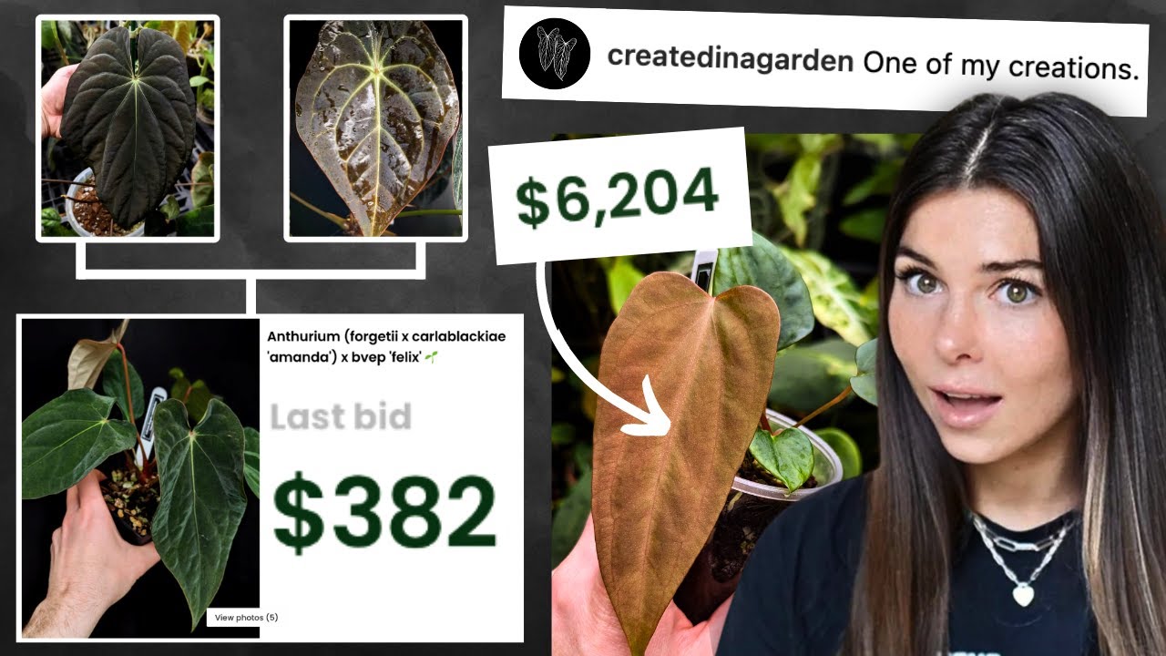 The Secret World of Anthurium Breeding | Interview with Justin Jones (@createdinagarden)