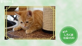 保護猫たちのニャン生（4）しろくま　強がりの甘えん坊