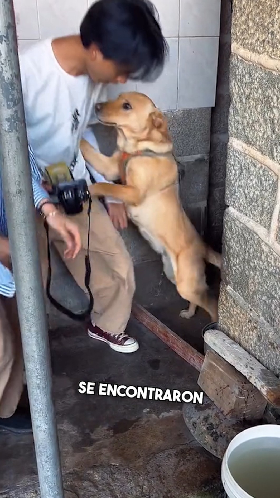 El perro que nunca perdió la esperanza ??