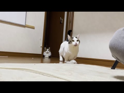 息子に「遊んでくれませんか？」とお願いする猫