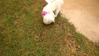 South Florida Havanese club meeting 1