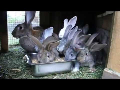 кролики без прививок