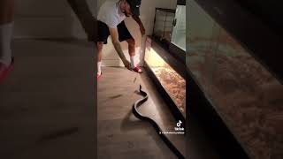 Crazy black indigo snake (theblackivory_)