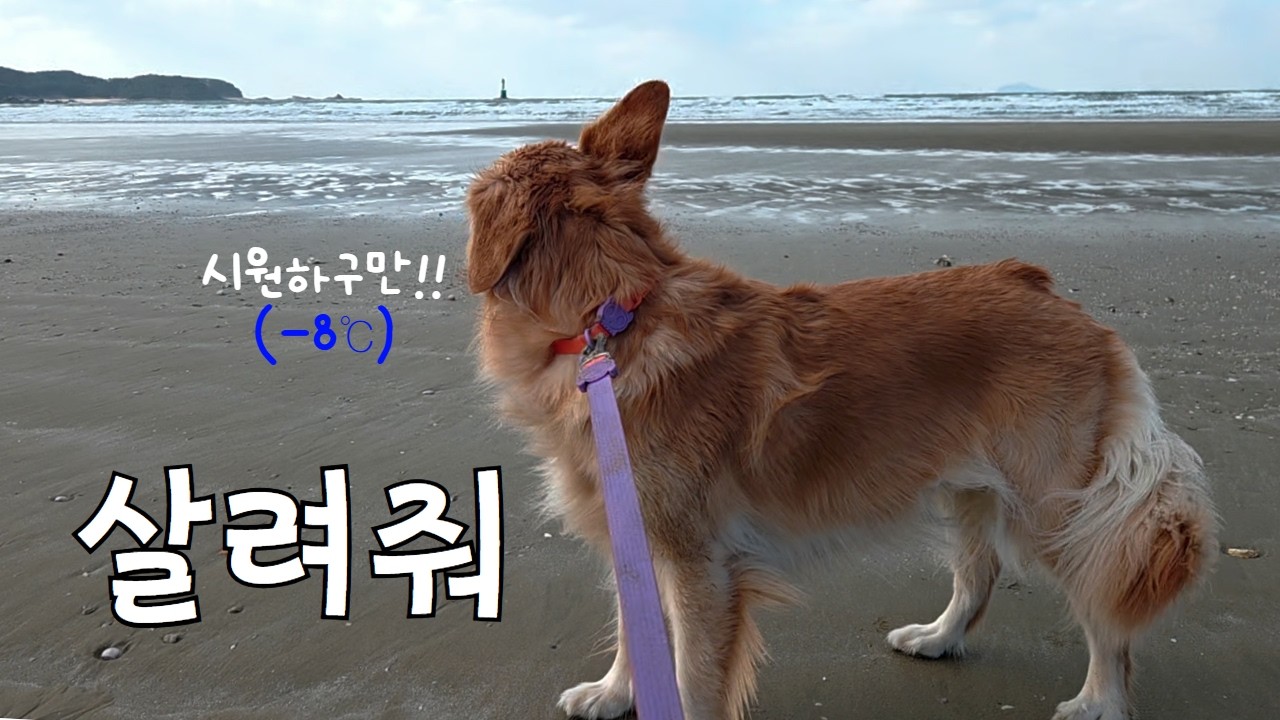 겨울 바다 보자마자 바로 드러눕는 강아지