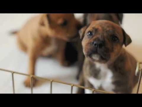 tan staffy puppy