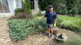 How to Selectively prune Juniper part 2