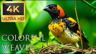 4K Colorful Weaver - Beautiful Birds Sound in the Forest | Bird Melodies