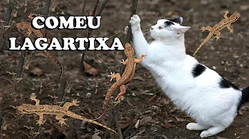 Quais os sintomas quando o gato come lagartixa?