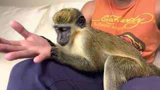 Oddly satisfying video of monkey grooming man | THABO & RAY