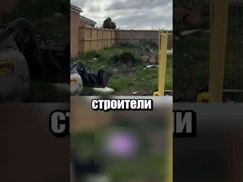 Кенгуру - проблема в Австралии