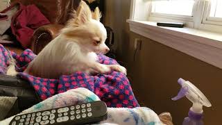 Tiny long hair Chihuahua PeeBoo gets mouthy for snacks by Shelly In Full Bloom Carver 74 views 4 years ago 2 minutes, 9 seconds