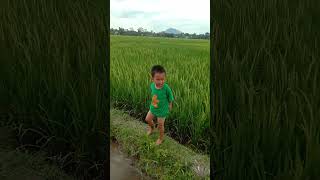 bang nevil dan kak hildie nengok sawah yang padinya udah mulai berbuah #todlers #kesayangan #baby