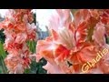 Gladiolus,Mečíky,Gladioly- novošľachtenie P.Lelek  Nevv Gladiolus varieties
